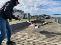 Кормление пеликана свежепойманным карпом.jpeg Кормление пеликана свежепойманным карпом.jpeg